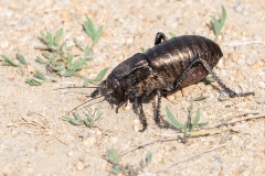 Q8 Cricket_87a2771