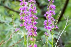 R72 Flora_87a2642