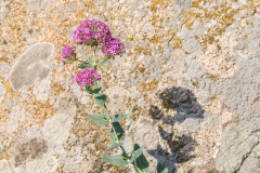 Q81 Flora_87a2739