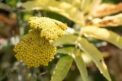 T9 Flora_87a2742
