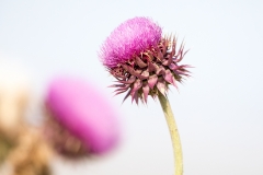 K8 Flora_87a2953