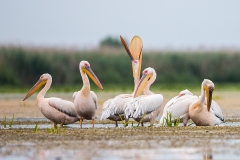 G2 Great white Pelican_1DX1589