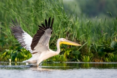 P41 Great white pelican_1DX0906
