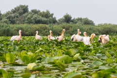 G1 Great white pelican_1DX1628