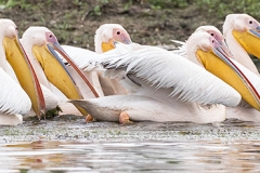 G9 Great white pelican_87a1894