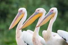 G6 Great white pelican_87a2066