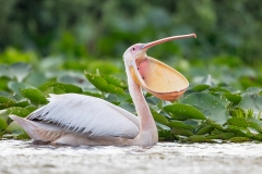 G5 Great white pelican_87a2069