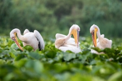 G7 Great white pelican_87a2075