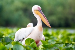 G8 Great white pelican_87a2078