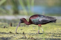 M3 Ibis_87a2214