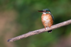 R72 Kingfisher_1DX1840