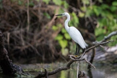 K7 Little Egret_1DX2118