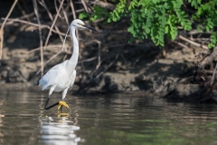 K6 Little Egret_1DX2148