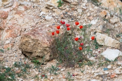 Q6 Mohnblume_1DX3058