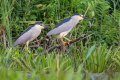 O9 Night heron_1DX0817