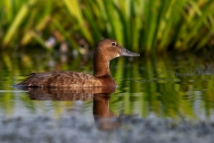 P9 Pochard Tafelente_1DX1062
