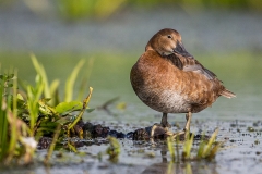 P91 Pochard Tafelente_1DX1066