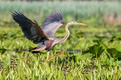 O4 Purple Heron_1DX1929