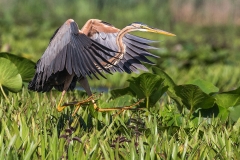 O2 Purple Heron_1DX1931