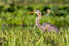 O3 Purple Heron_1DX1968