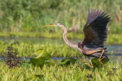 O5 Purple Heron_1DX2011