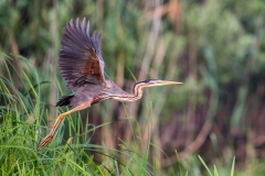 O61Purple heron_1DX0897