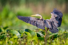 P7 Purple heron_1DX1033