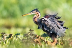 O1 Purple heron_87a2457