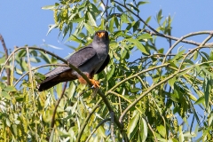 Q3 Red-footed falcon_1DX2043
