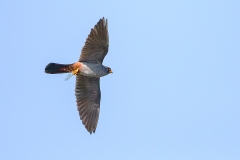 Q1 Red-footed falcon_1DX2054