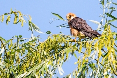 Q3 Red-footed falcon_1DX2065