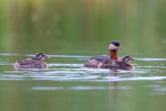 R5 Red-necked Grebe_1DX1499