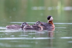 R2 Red-necked Grebe_1DX1501