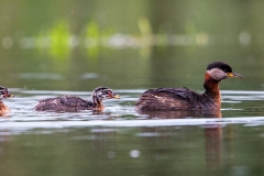 R4 Red-necked Grebe_1DX1504