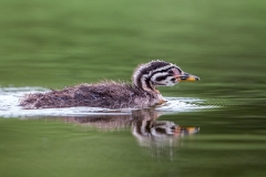 R3 Red-necked Grebe_1DX1550