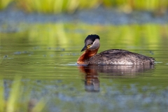 R93 Red necked grebe_1DX1084