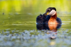 R99 Red necked grebe_1DX1106