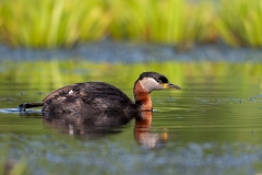R96 Red necked grebe_1DX1116
