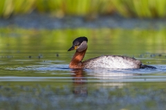 R97 Rednecked grebe_1DX1075