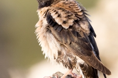 T2 Rosenstarling_87a3044