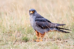 Q61 Rotfussfalke_1DX3010
