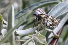U11 Schachbrettfalter_87a2635