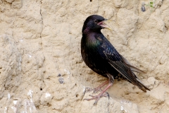 R9 Starling_1DX2752
