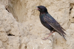 R8 Starling_1DX2766