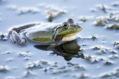D4 Teichfrosch_1DX1893