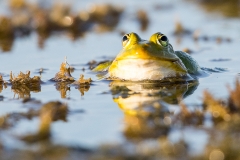 O8 Teichfrosch_87a2335