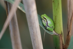 V4 Treefrog_1DX2861