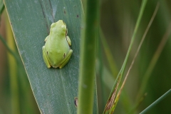 V5 Treefrog_1DX2878