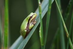 V6 Treefrog_1DX2887