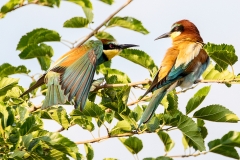 B8  Bee Eater_87a2594